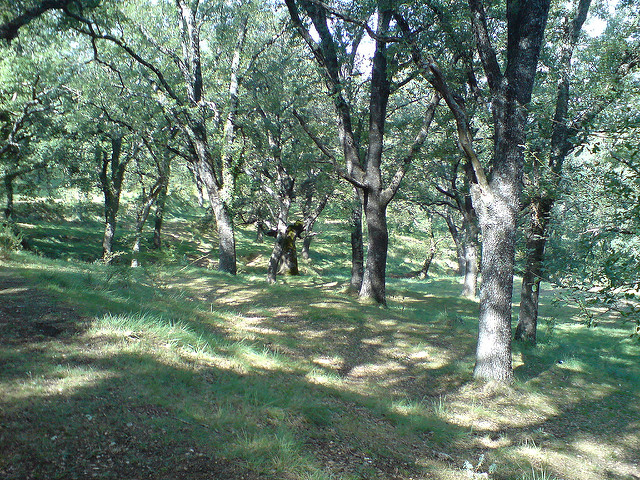 el rivet