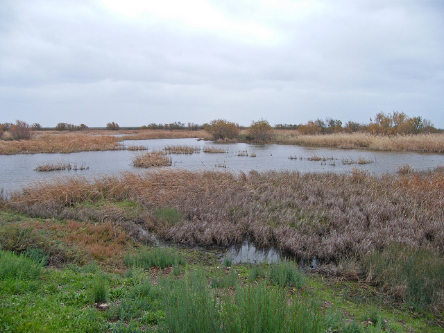 marismas doñana