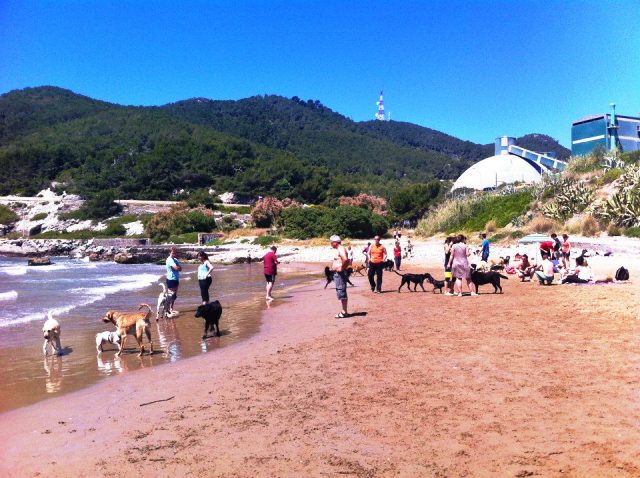 playa perros barcelona