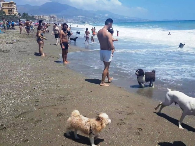 playa perros malaga
