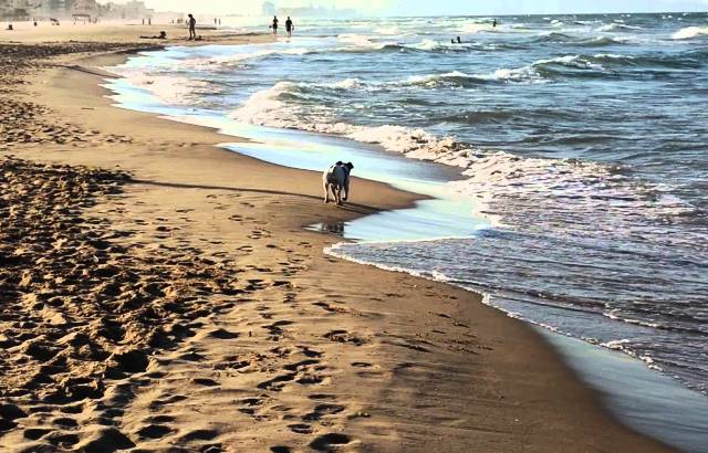 playa perros valencia