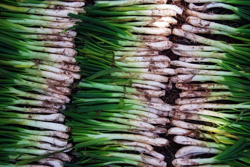 productos y gastronomia de tarragona