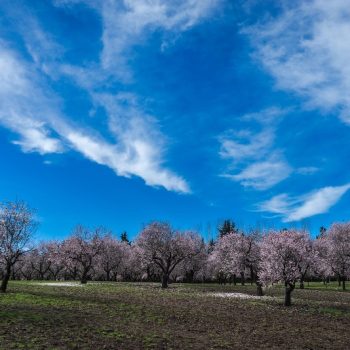 floracion almendros