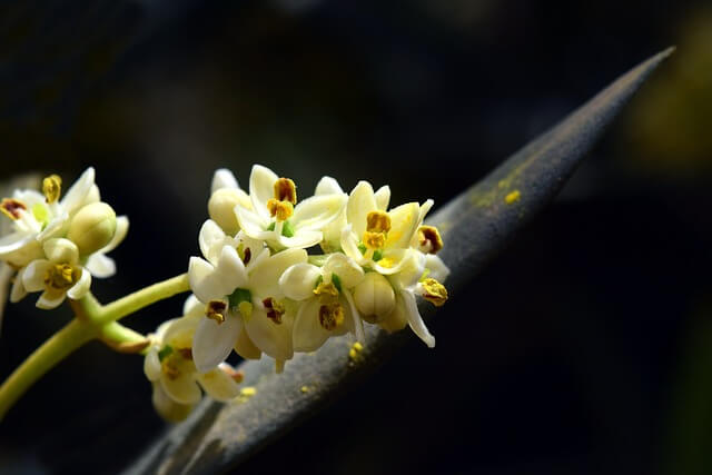 flor olivo