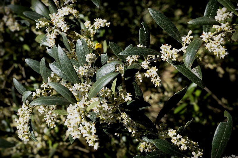 floracion olivos