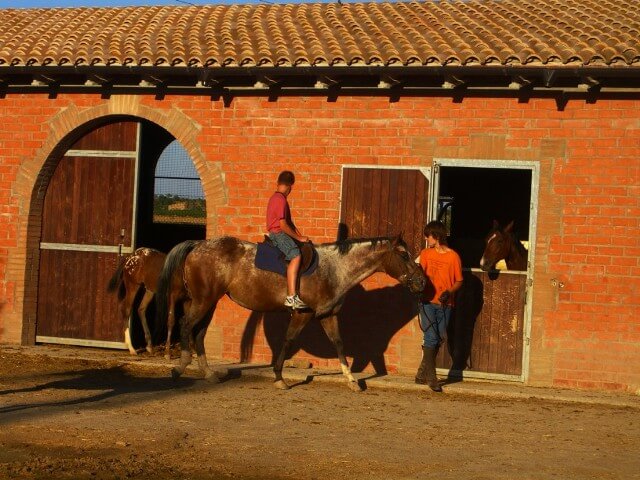 caballos cal maso caballos cal maso