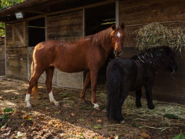 casa rural caballos can barrera casa rural caballos can barrera
