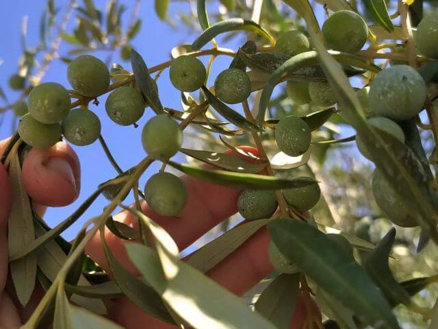 oleoturismo can cruset oleoturismo can cruset