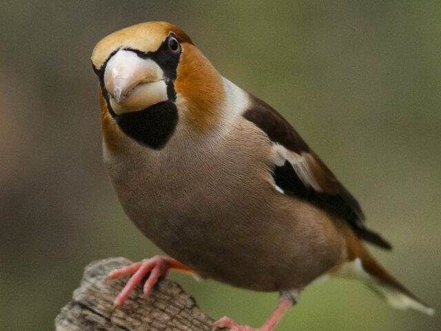 aves o chardinet aves o chardinet
