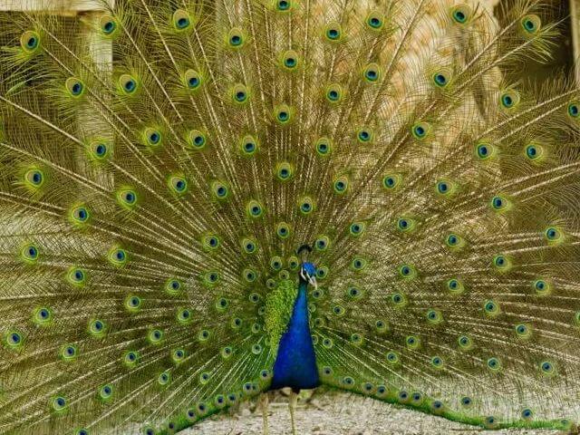 casas rurales ninos andalucia cortijo balzain casas rurales ninos andalucia cortijo balzain