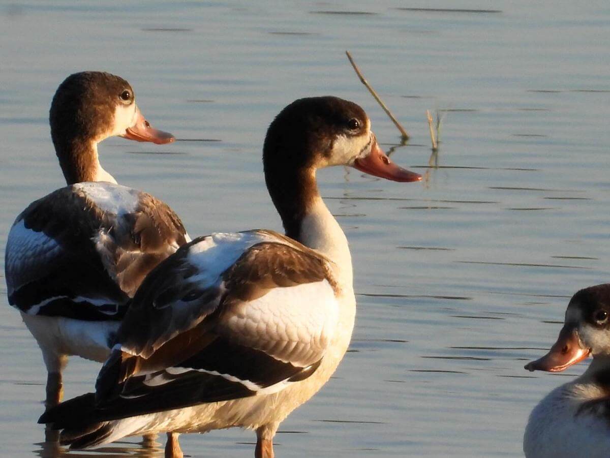casas rurales turismo ornitologico casas rurales turismo ornitologico
