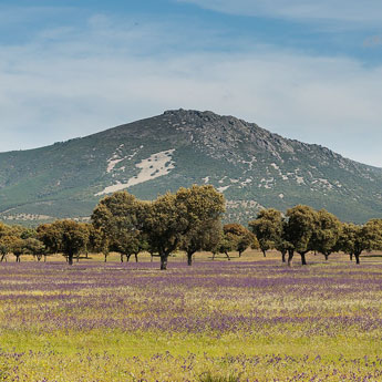 Casas rurales en Montes