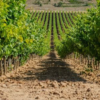 Casas rurales en Ribera del Duero